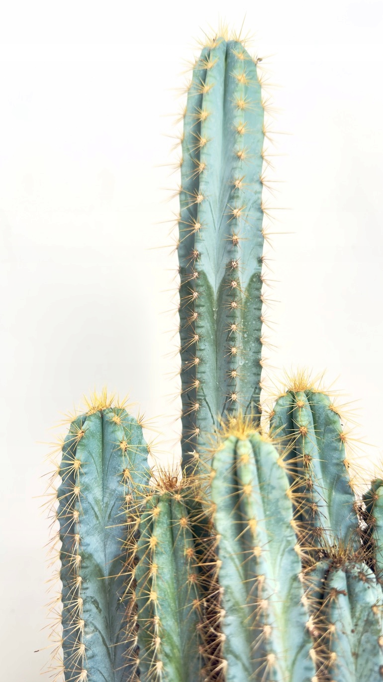 Cereus peruvianus repandus 17/50 cm