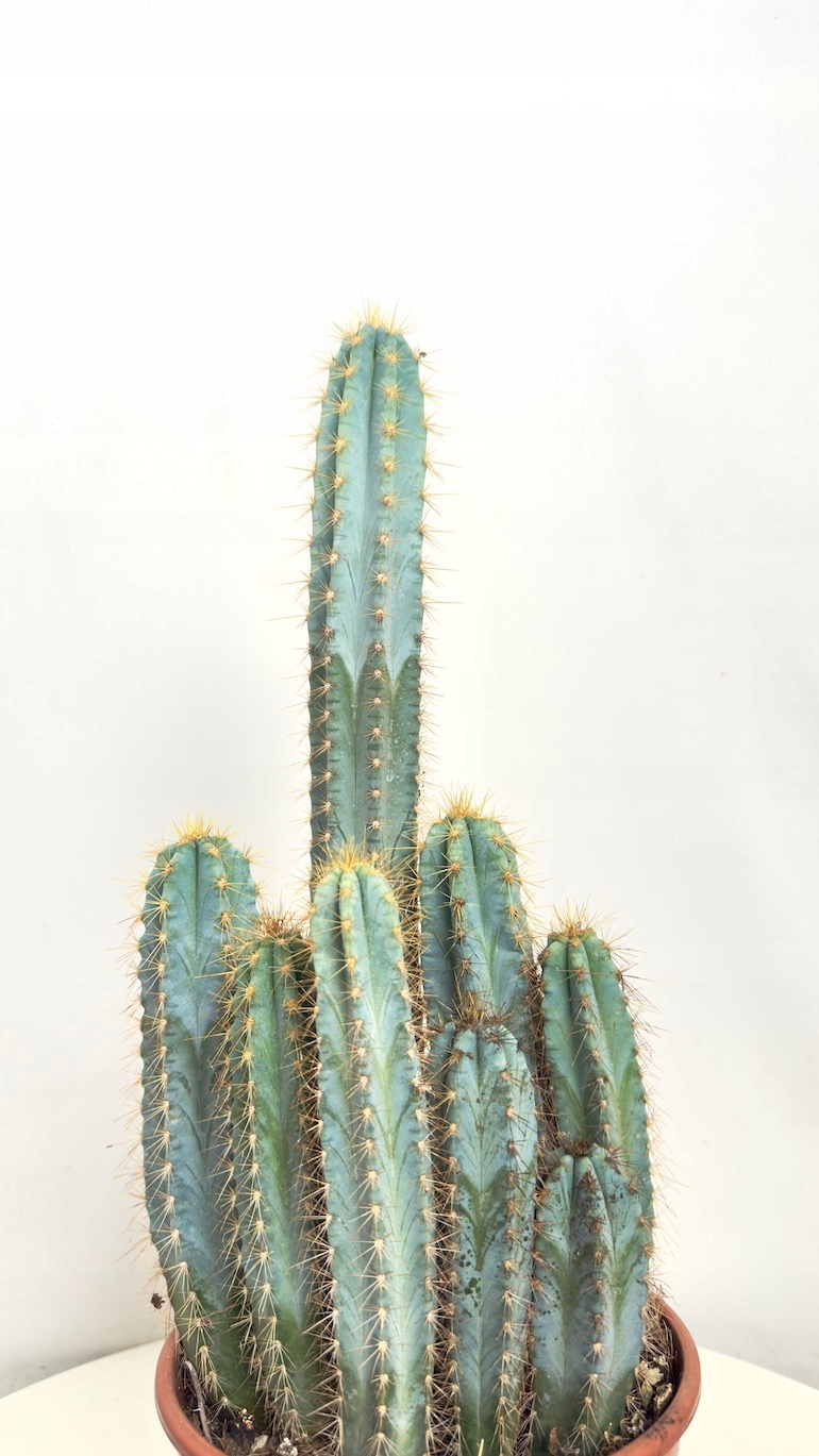 Cereus peruvianus repandus 17/50 cm