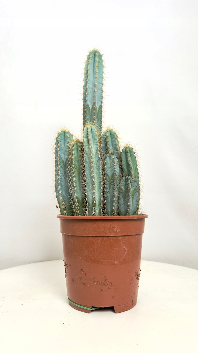 Cereus peruvianus repandus 17/50 cm