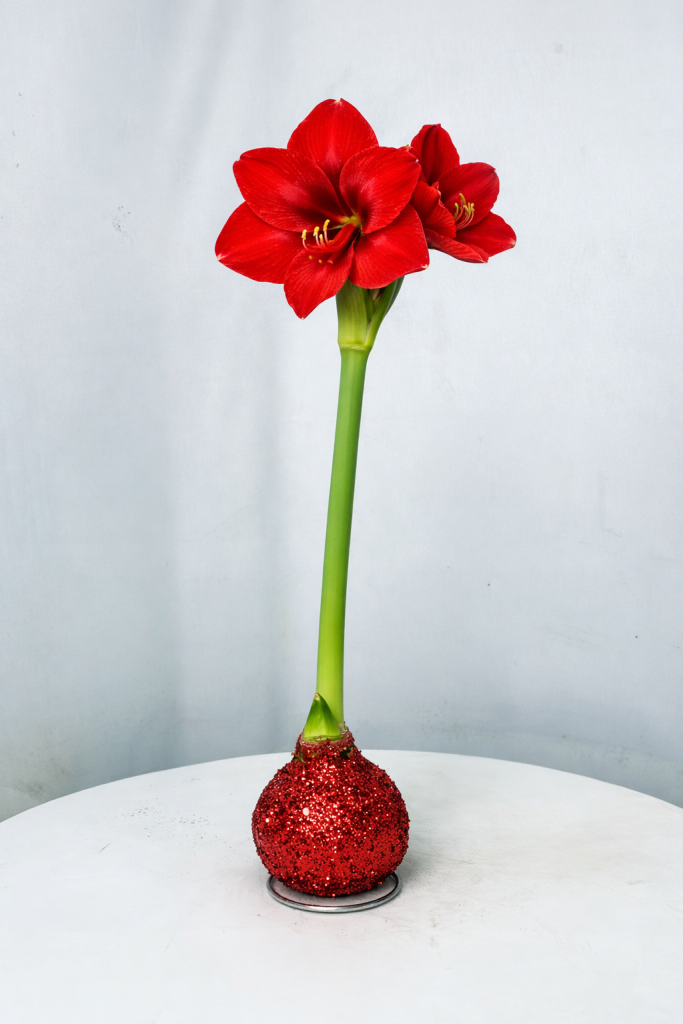 amarylis czerwony w brokatowym wosku