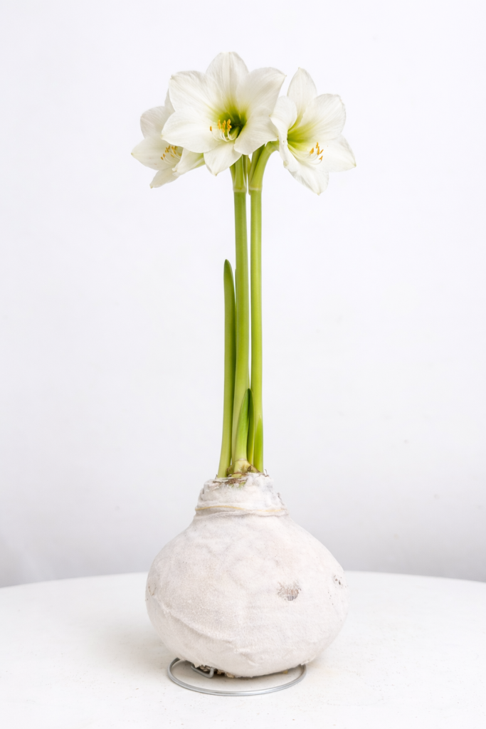 amarylis białe kwiaty, cebula w białej aksamitnej oprawie