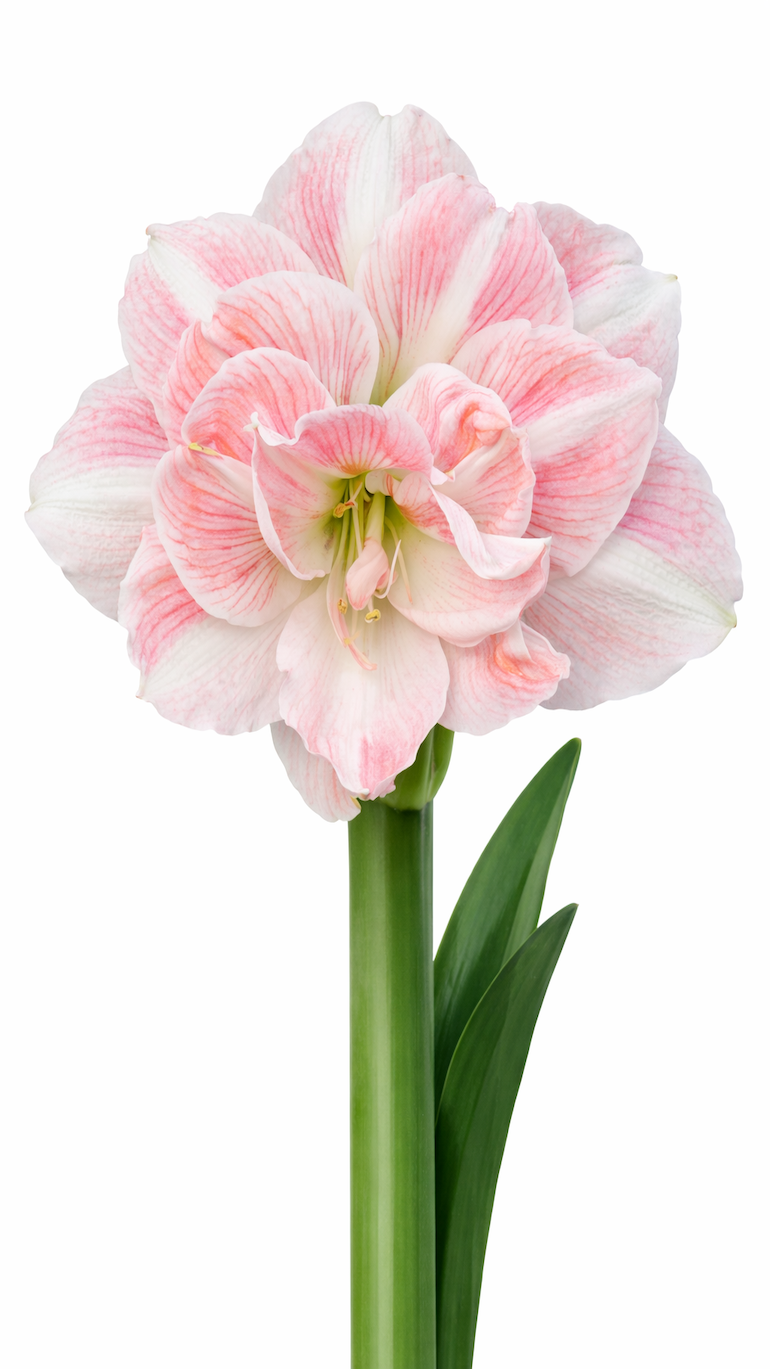 Hippeastrum Blossom Nymph Cebula