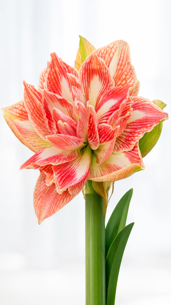 Hippeastrum Blossom Nymph – pełny, różowo-biały kwiat amarylisa na wysokim pędzie, roślina wyhodowana z cebuli, na białym tle.