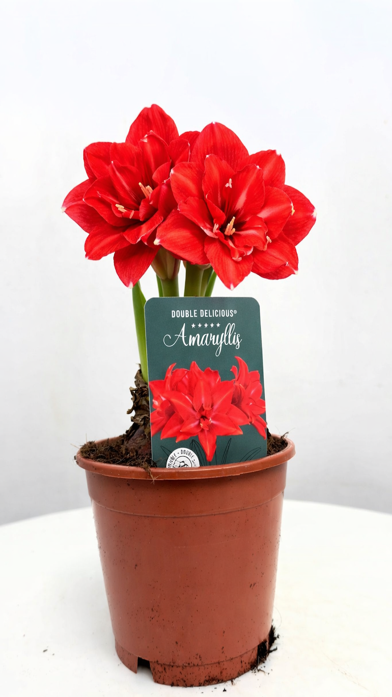 Amarylis Double Delicious
