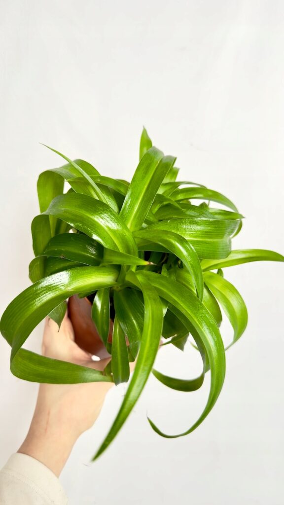 Chlorophytum Comosum Hawaii