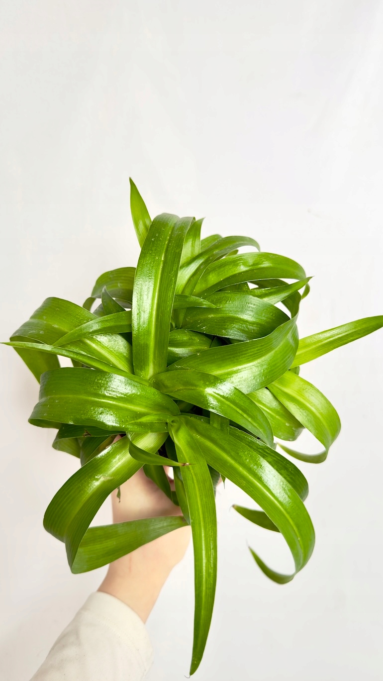 Chlorophytum comosum Hawaiian Skovbrynet