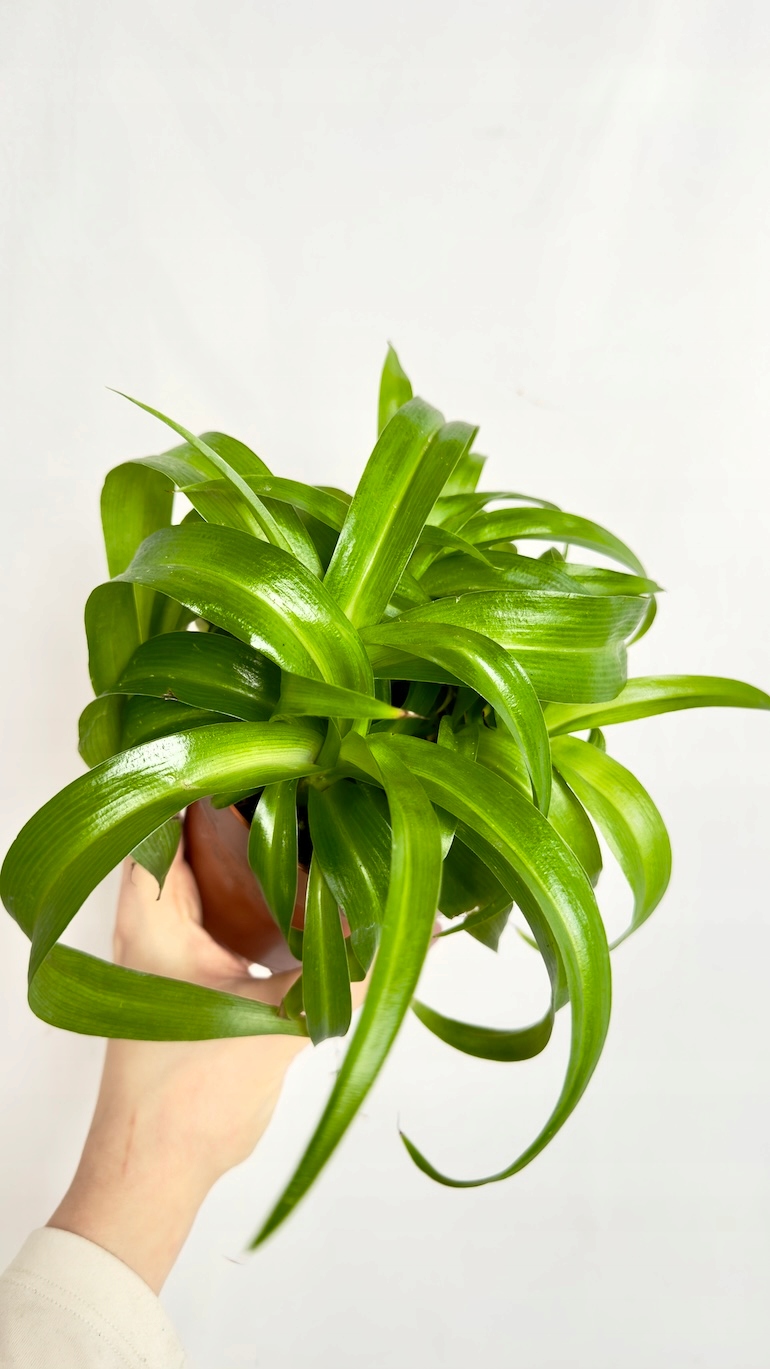Chlorophytum comosum Hawaiian Skovbrynet
