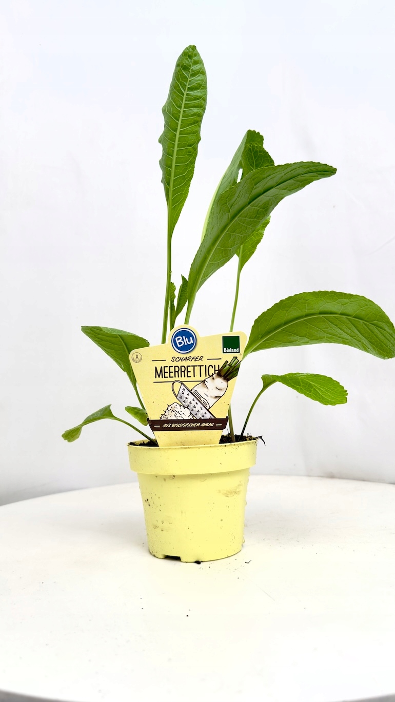 Chrzan pospolity BIO 12/30 cm