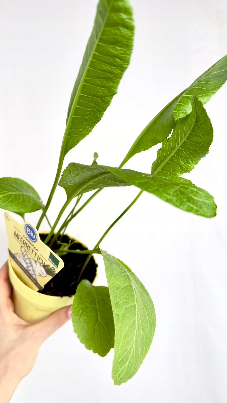 Chrzan pospolity BIO 12/30 cm