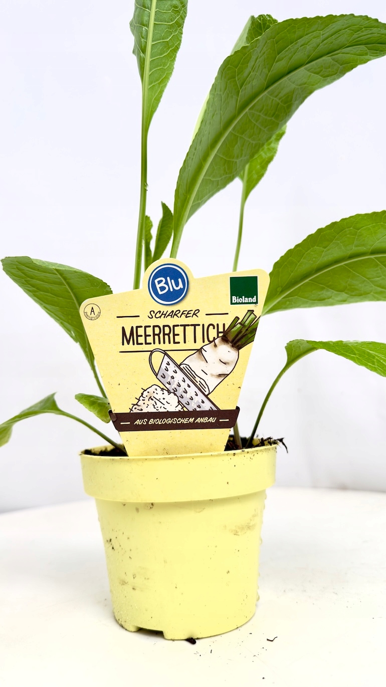 Chrzan pospolity BIO 12/30 cm