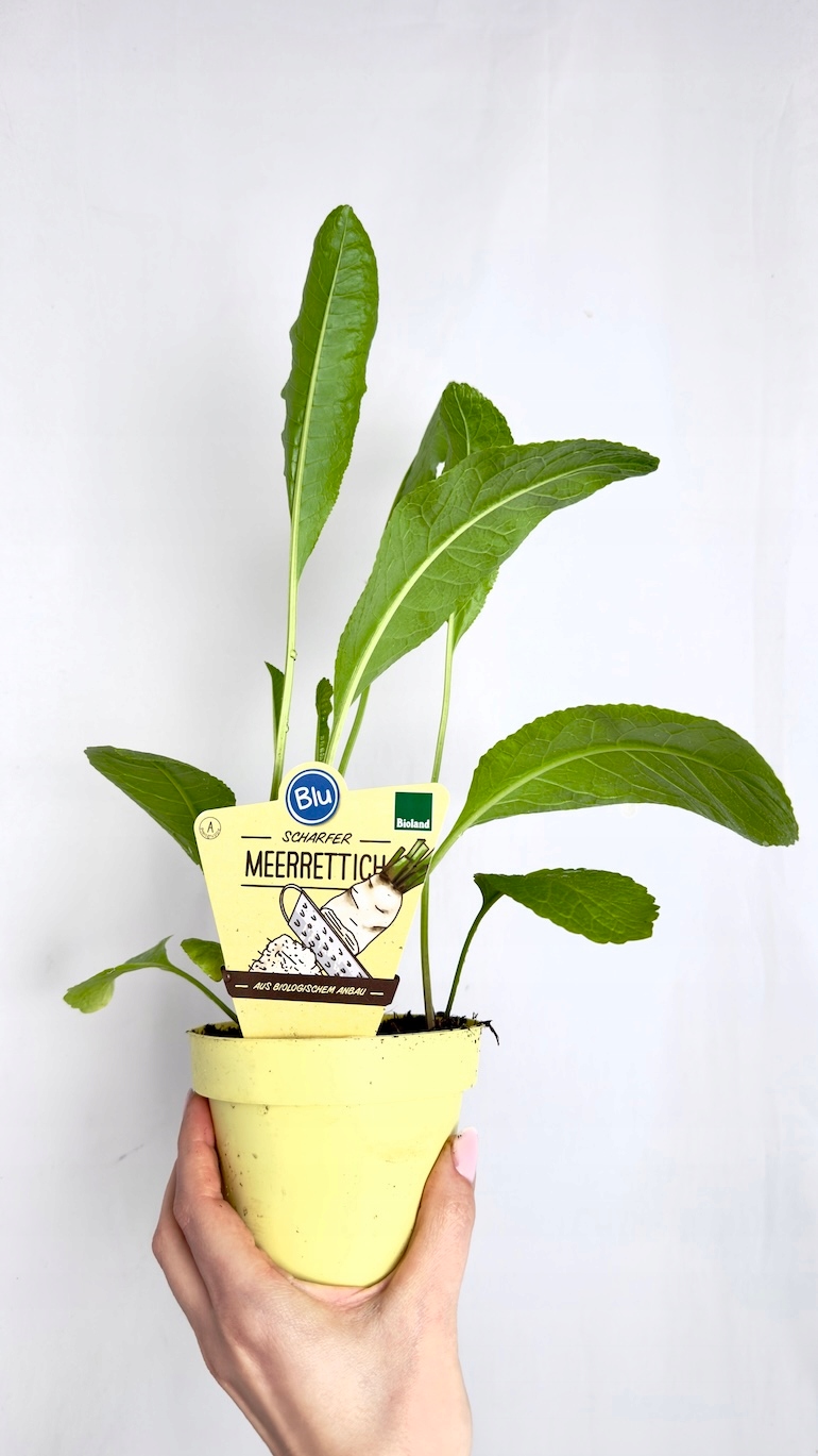 Chrzan pospolity BIO 12/30 cm