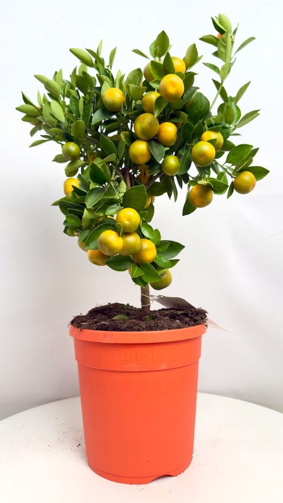 Citrofortunella microcarpa 21/65 cm – doniczkowe drzewko cytrusowe z owocami i błyszczącymi liśćmi w jasnym wnętrzu