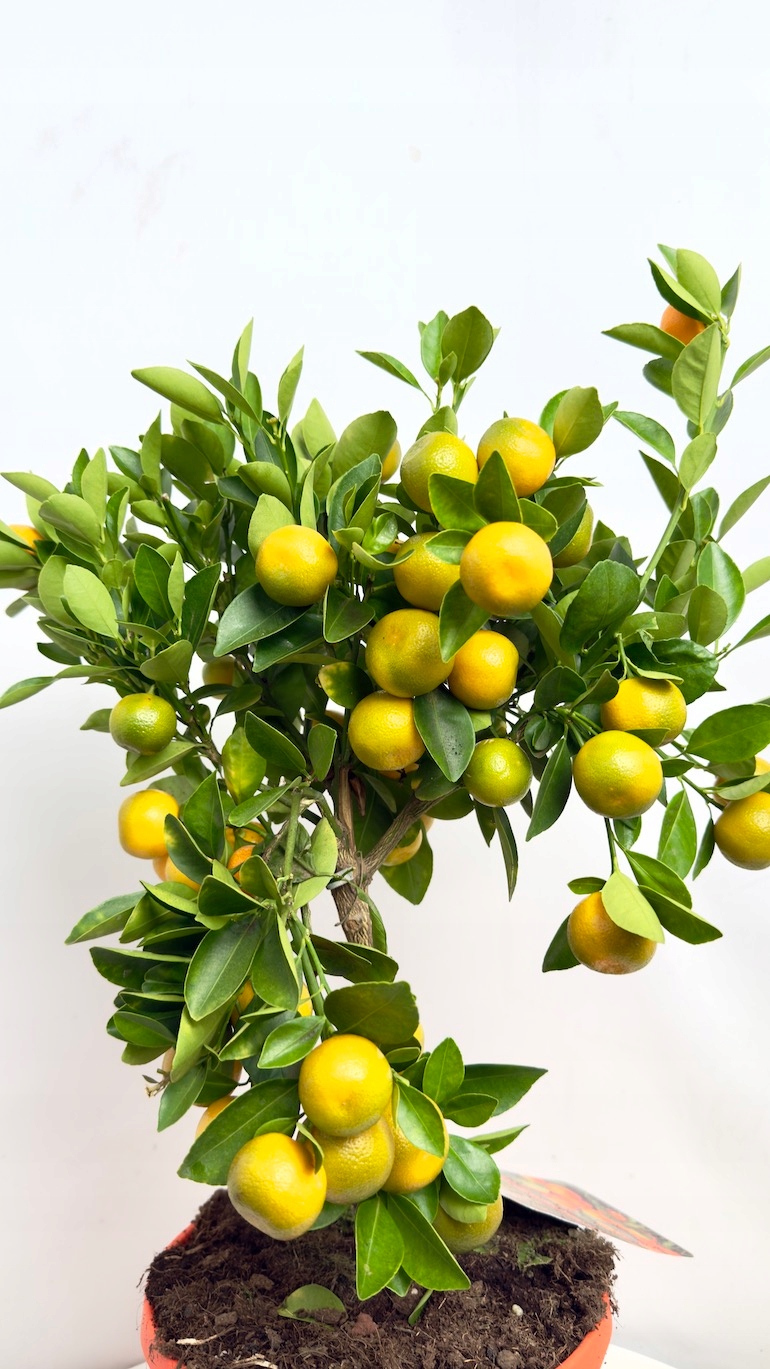 Citrofortunella microcarpa Kalamondyna