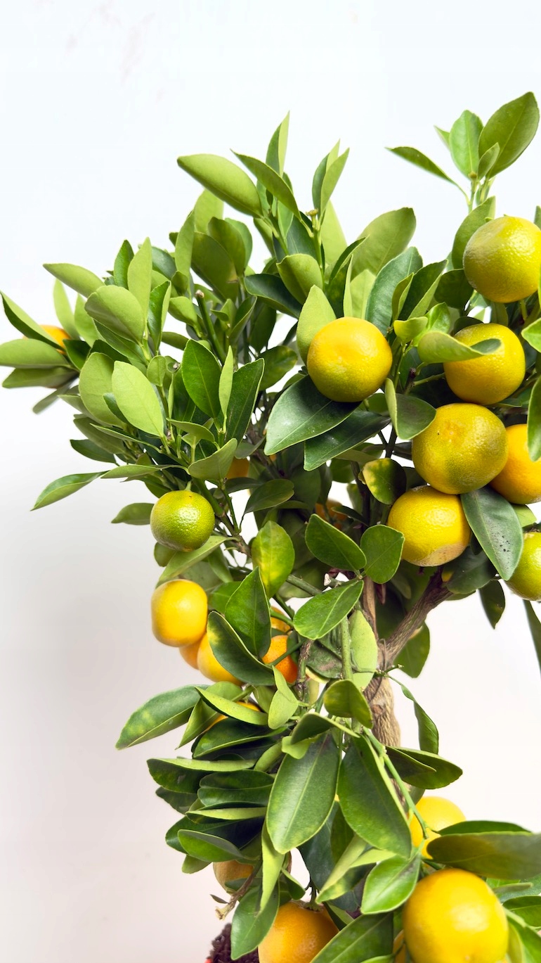 Citrofortunella microcarpa Kalamondyna