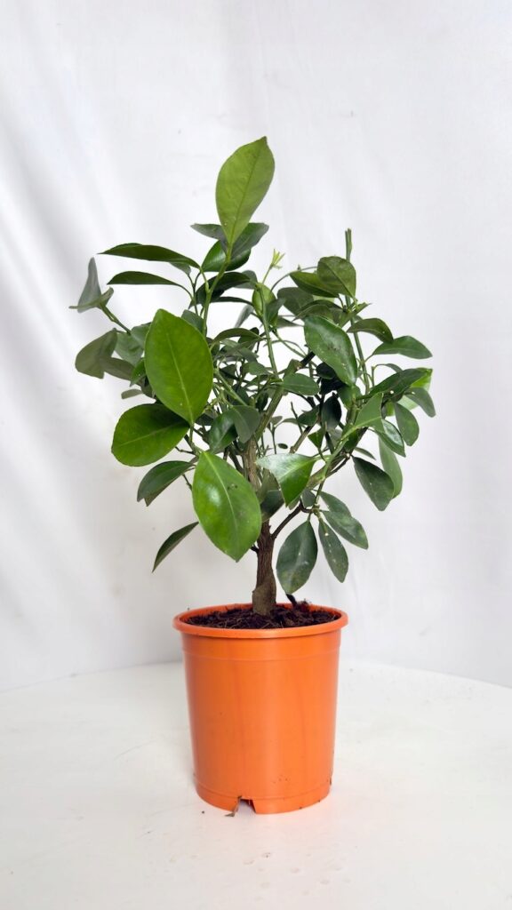 Citrofortunella microcarpa Kalamondyna 12/30 cm – ozdobne drzewko cytrusowe do domu i na taras.