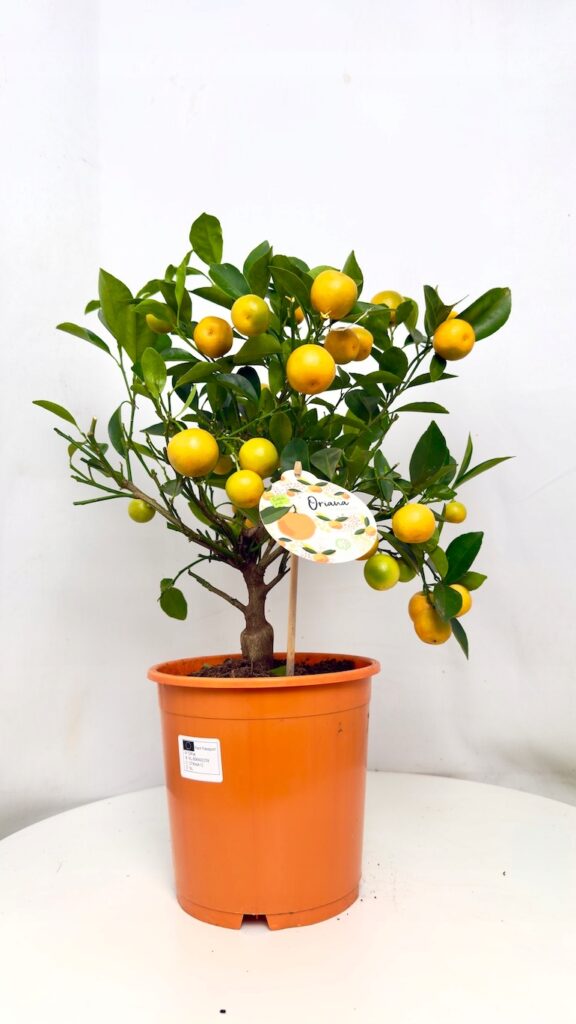 Citrofortunella microcarpa Kalamondyna 19/50 cm w doniczce, cytrus z pomarańczowymi owocami i zielonymi liśćmi.