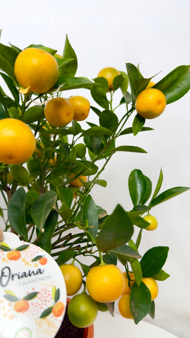 Citrofortunella kalamondyna 19/50cm