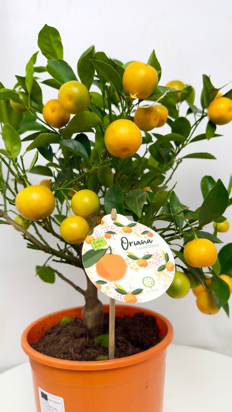 Citrofortunella kalamondyna 19/50cm