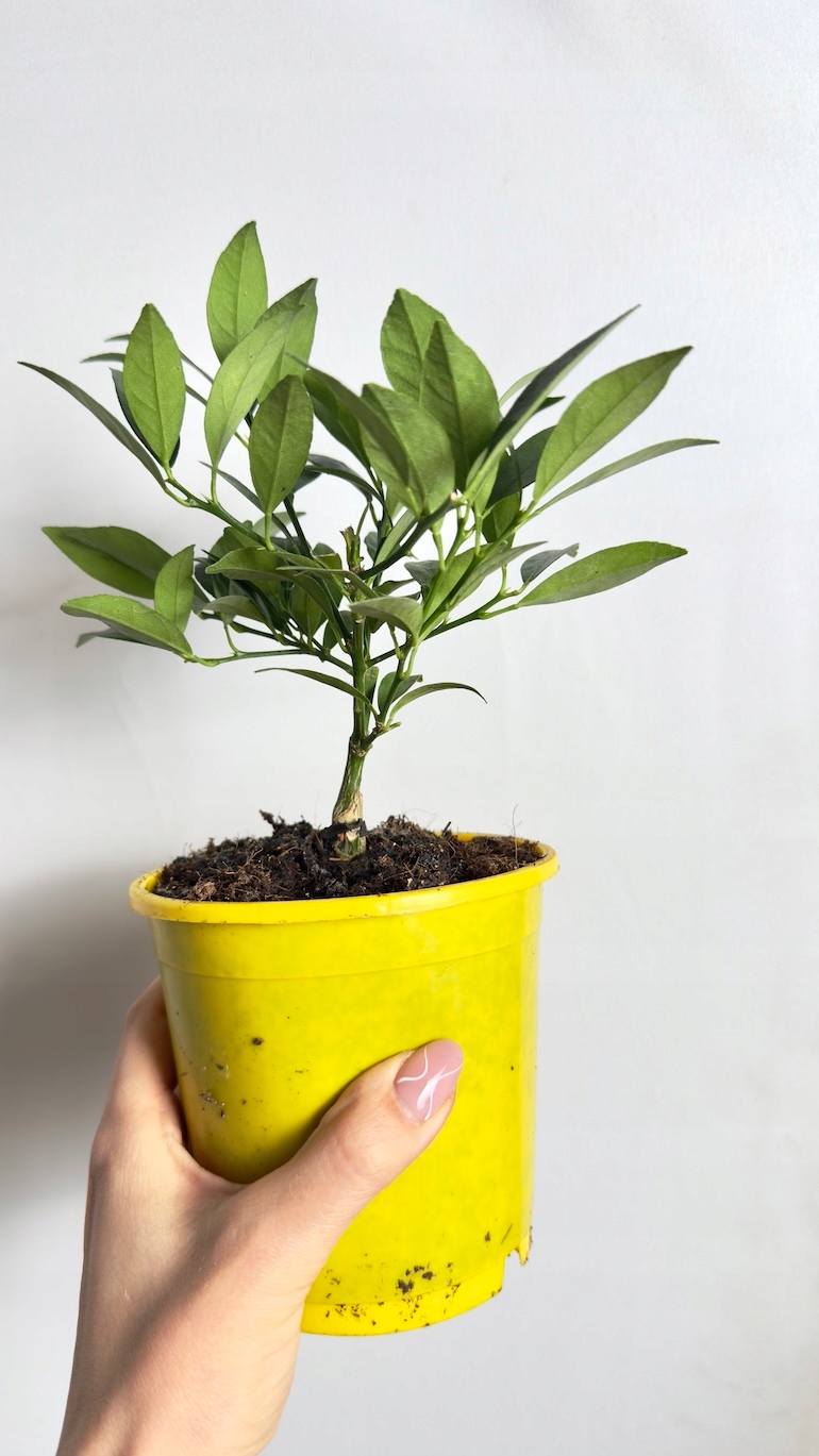 Citrus Meyeri Lemon 12/25 cm