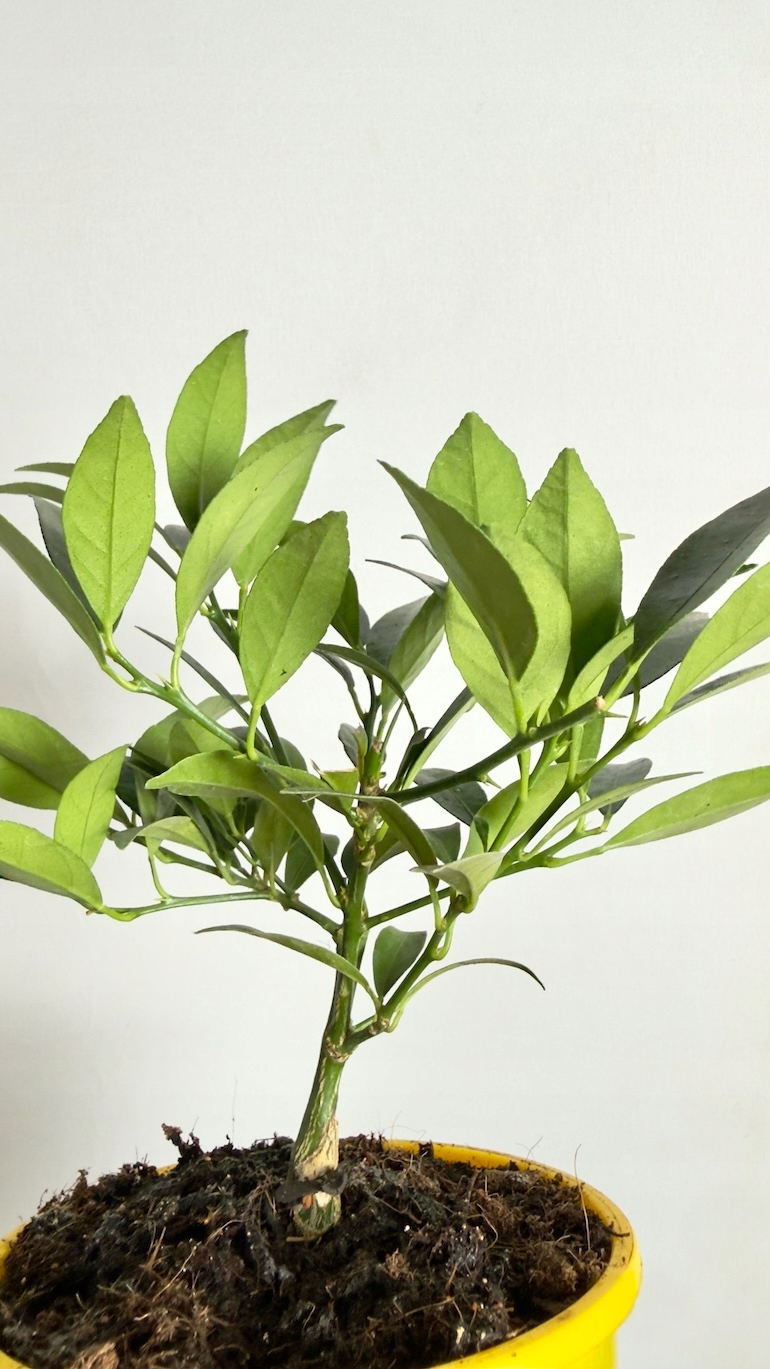Citrus Meyeri Lemon 12/25 cm