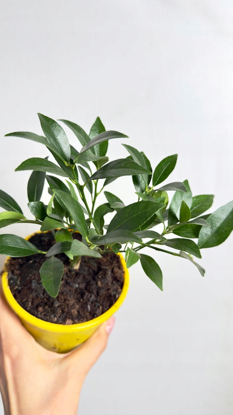 Citrus Meyeri Lemon 12/25 cm