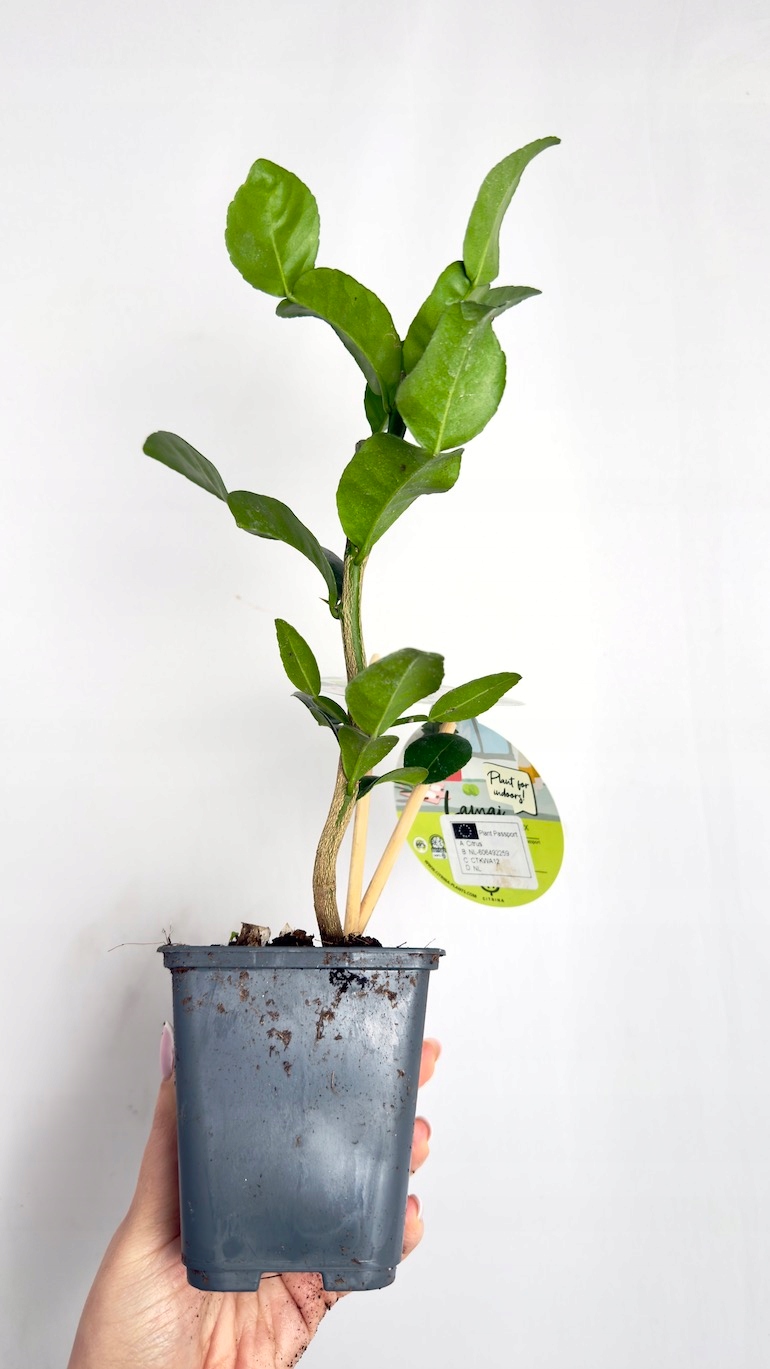 Citrus hystrix Kaffir 9/30cm