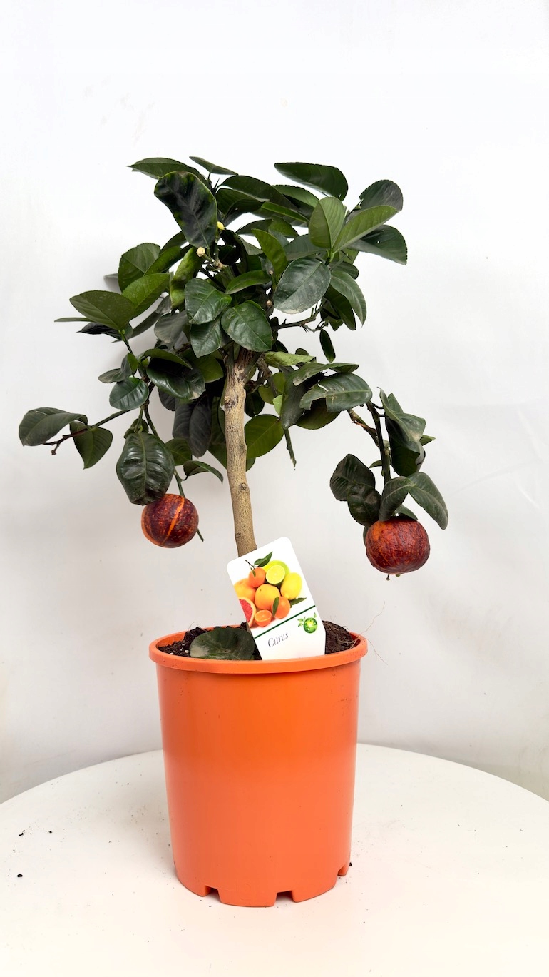 Citrus sinensis drzewko pomarańczowe