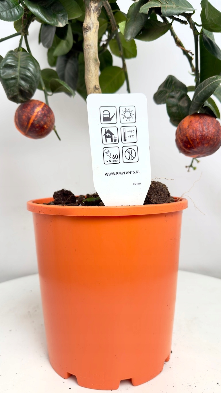 Citrus sinensis drzewko pomarańczowe