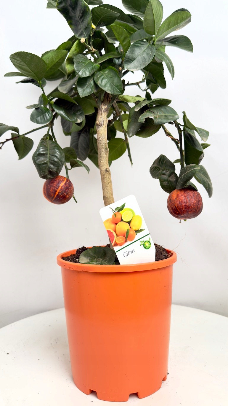 Citrus sinensis drzewko pomarańczowe