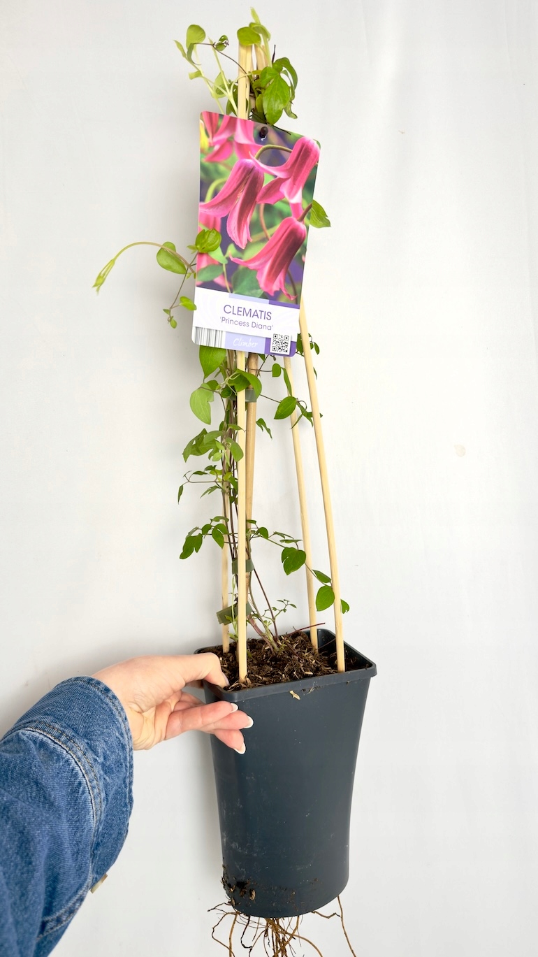 Clematis Princess Diana 17/75 cm