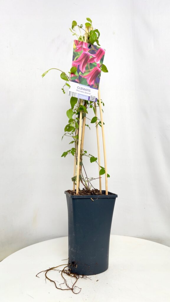 Clematis Princess Diana – powojnik w doniczce z różowymi kwiatami, roślina pnąca do ogrodu i na balkon