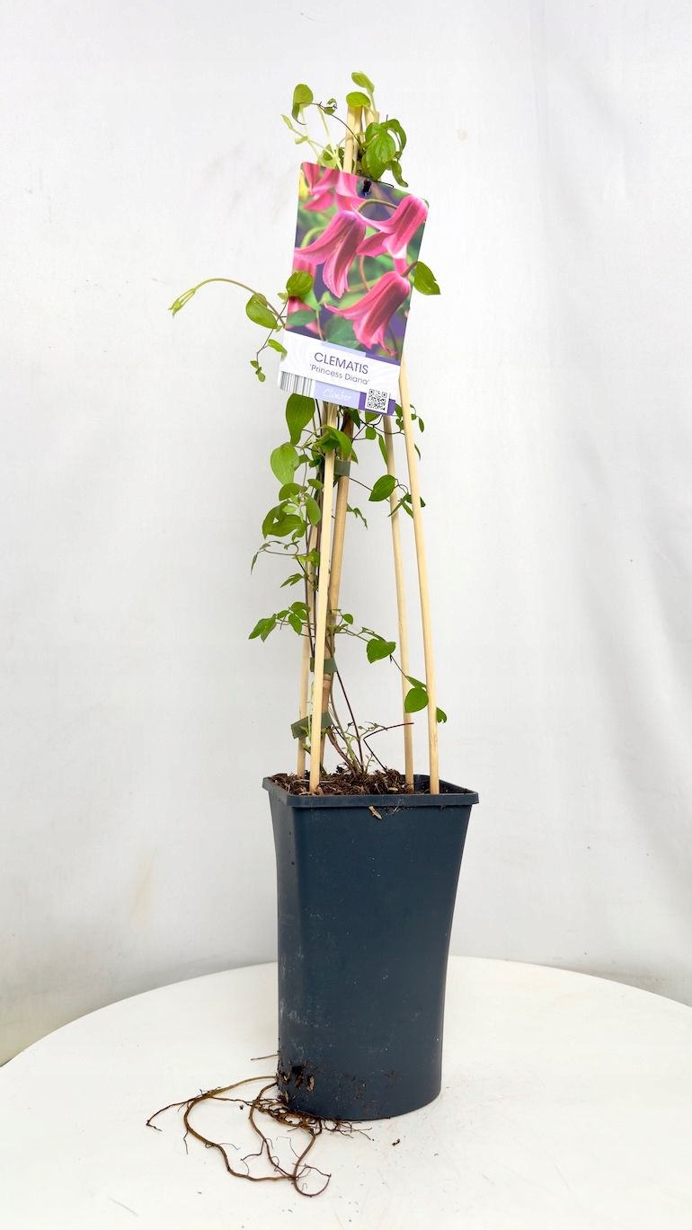 Clematis Princess Diana 17/75 cm