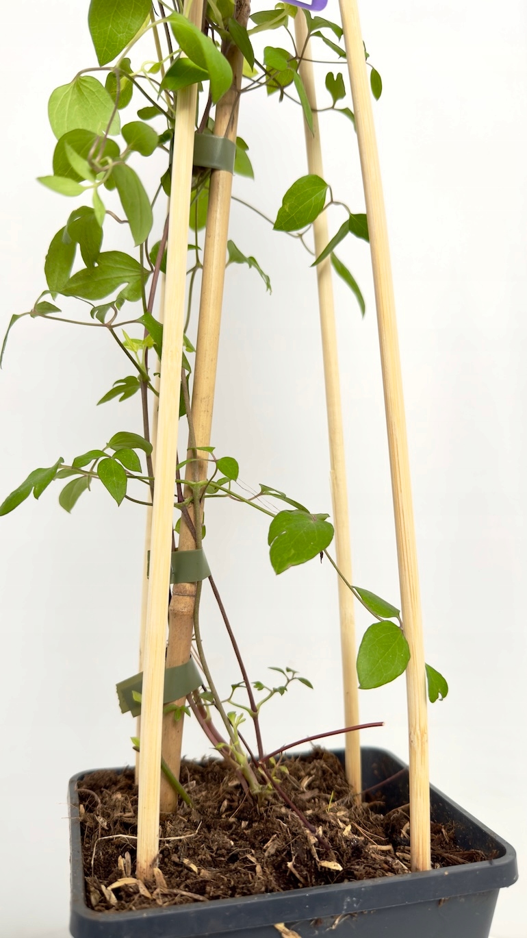 Clematis Princess Diana 17/75 cm