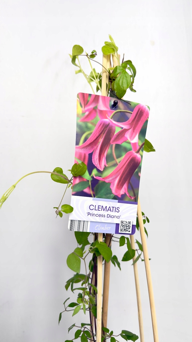 Clematis Princess Diana 17/75 cm