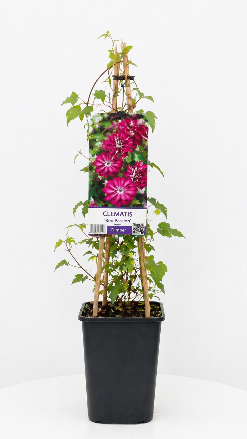 Clematis Red Passion 17/70 cm