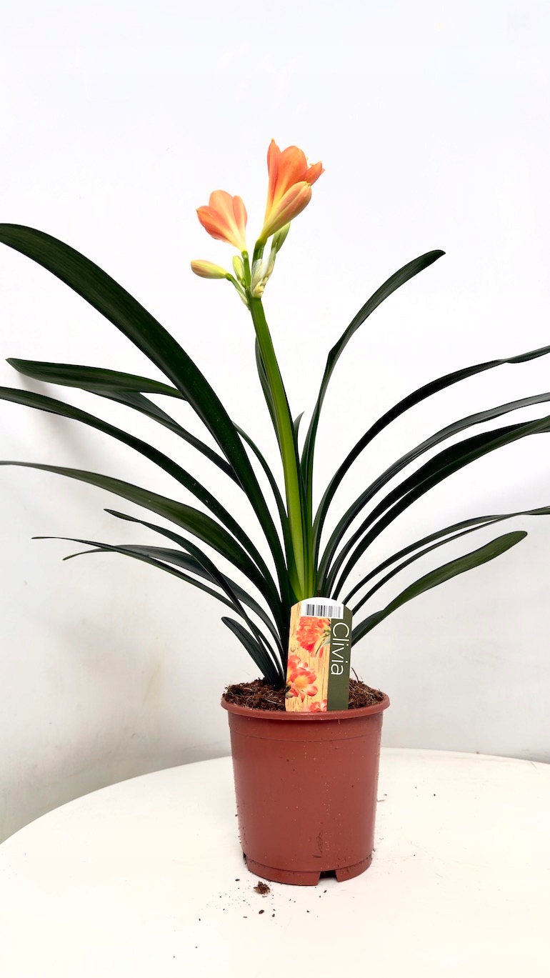 Clivia miniata 13/50cm