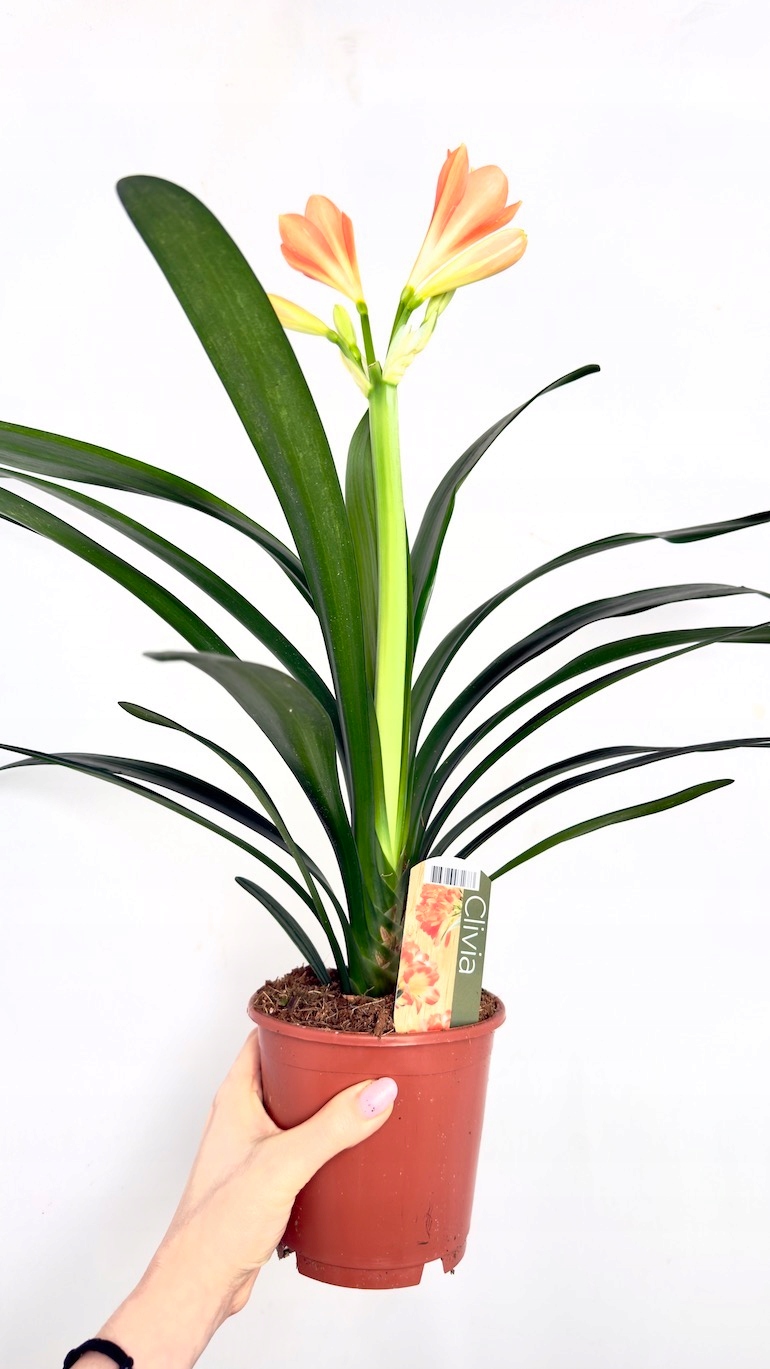 Clivia miniata 13/50cm