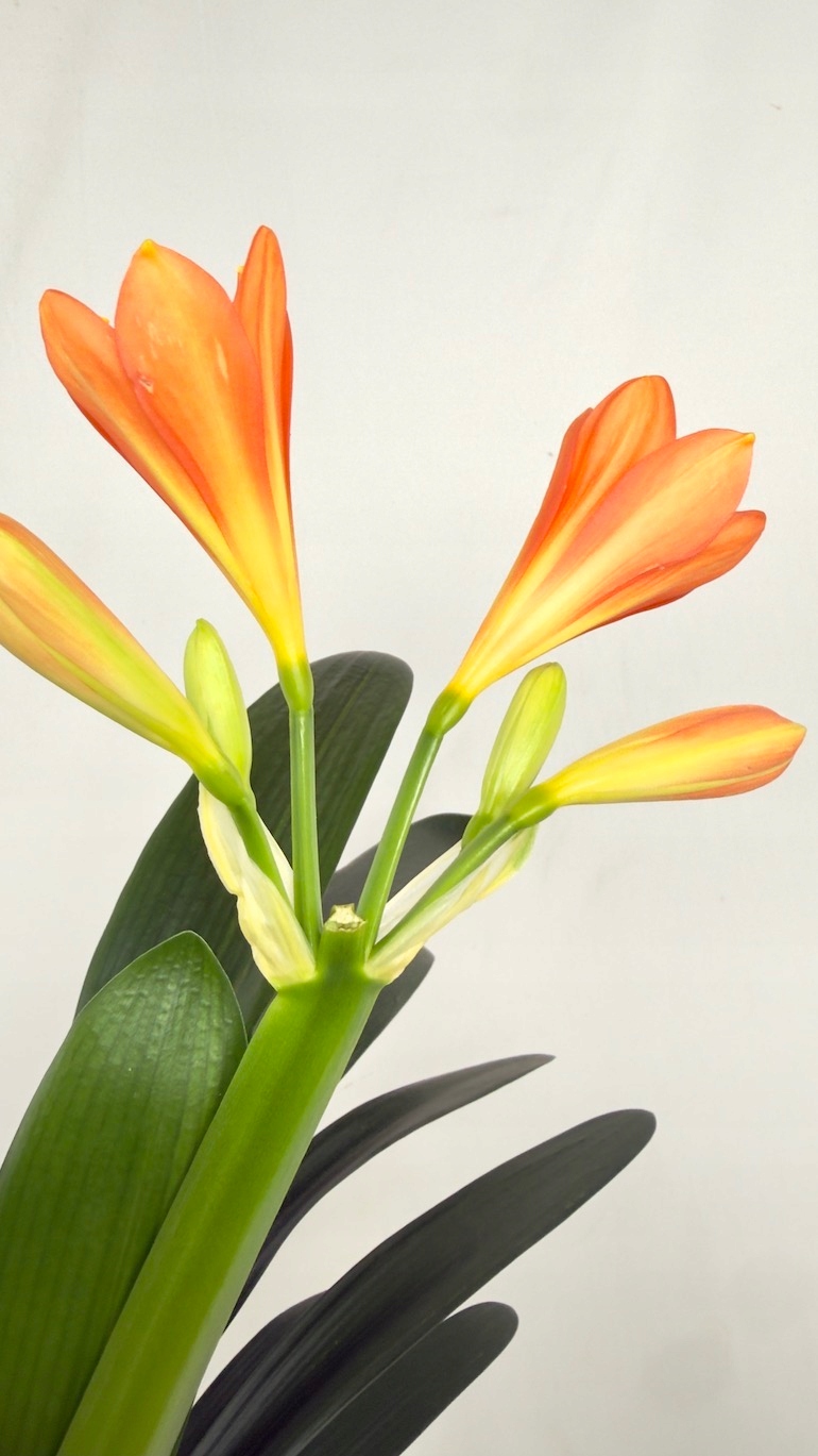 Clivia miniata 13/50cm