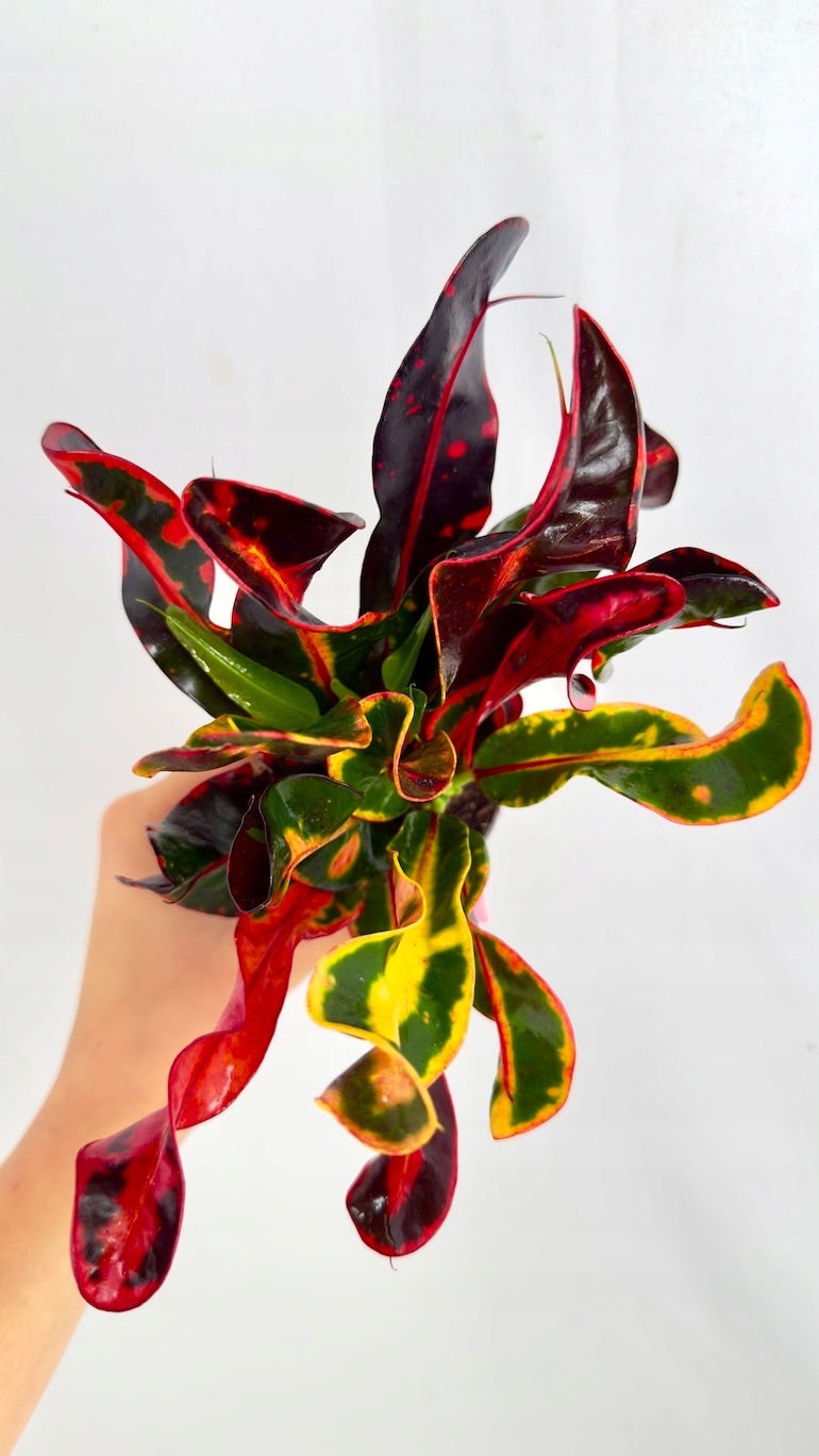 Codiaeum Variegatum Mammi