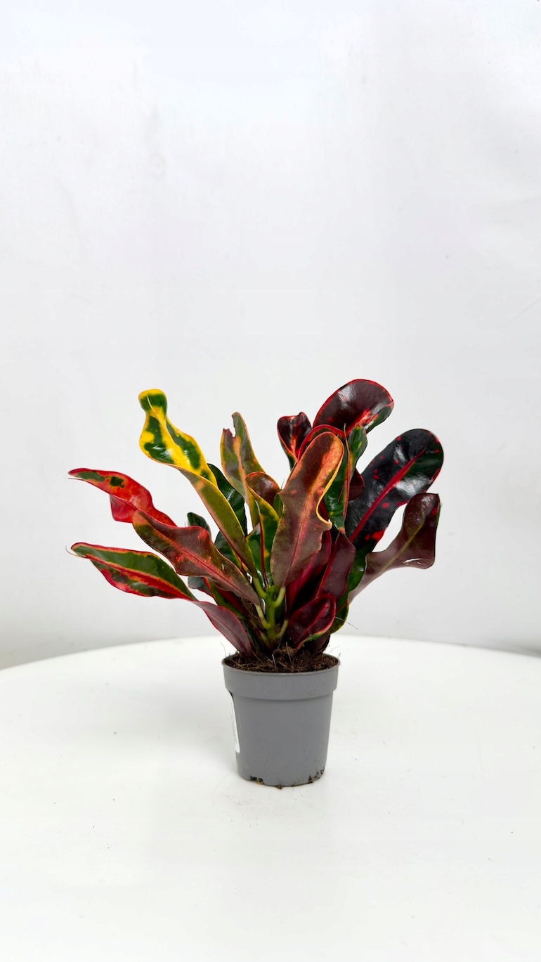 Codiaeum Variegatum Mammi
