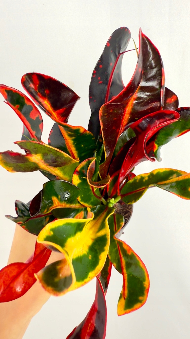 Codiaeum Variegatum Mammi