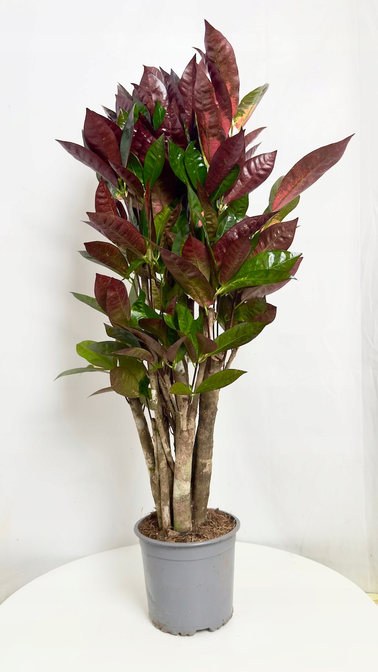 Codiaeum Mrs Iceton 17/90cm