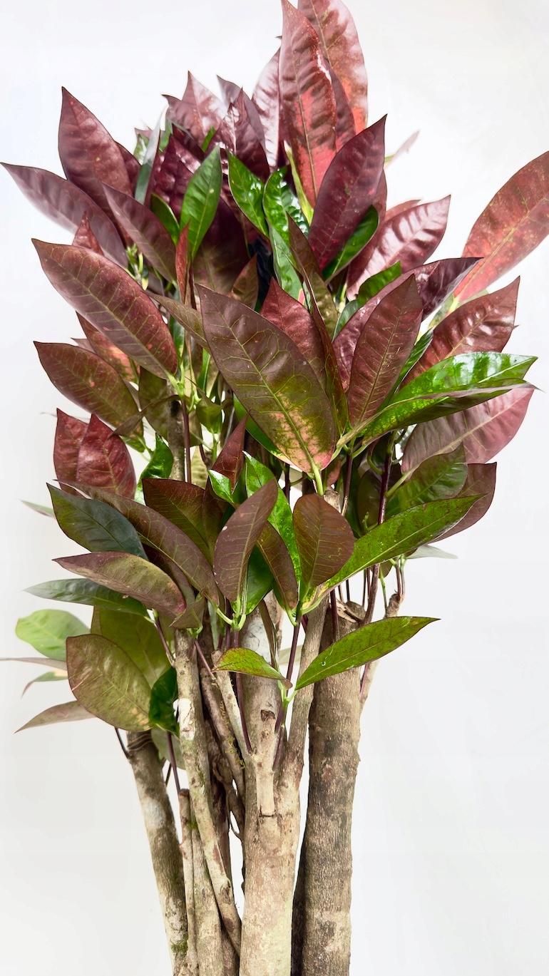 Codiaeum Mrs Iceton 17/90cm