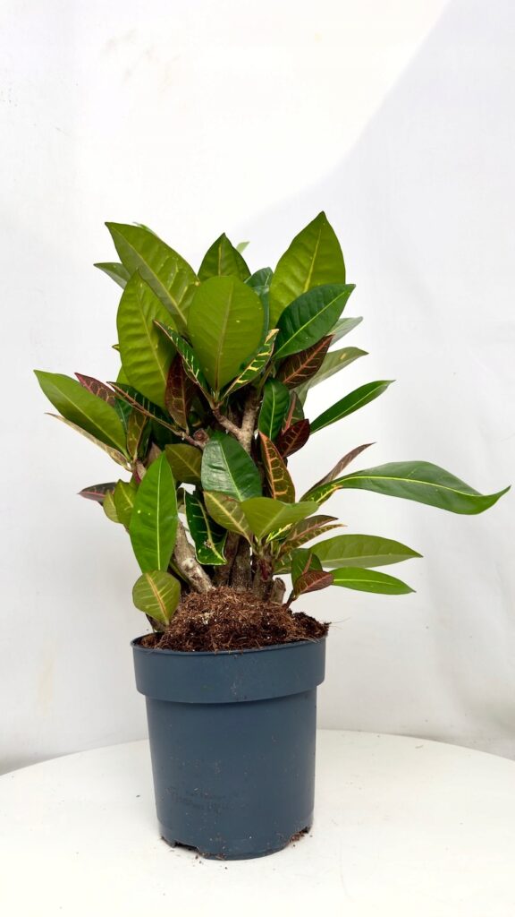 Codiaeum Petra 17/55 cm z kolorowymi liśćmi w odcieniach zieleni, żółci, pomarańczu i czerwieni.