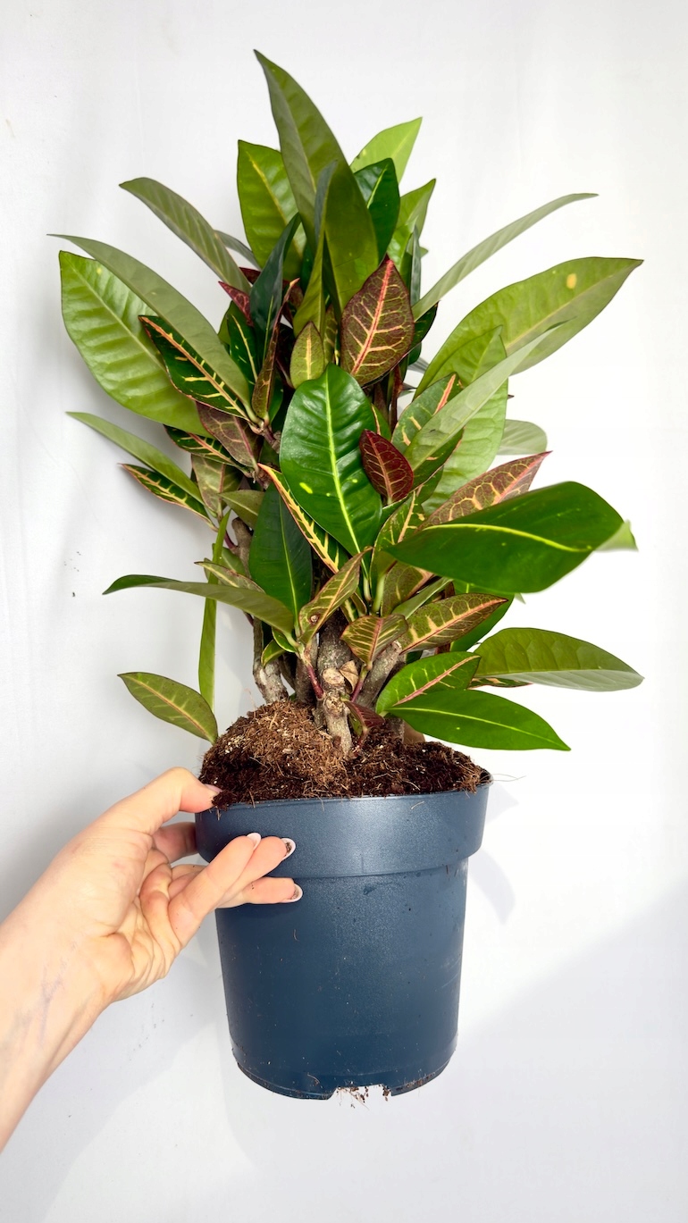 Codiaeum Petra 17/55 cm