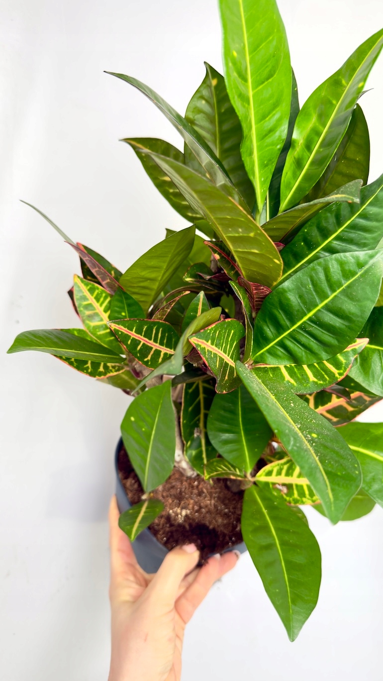 Codiaeum Petra 17/55 cm
