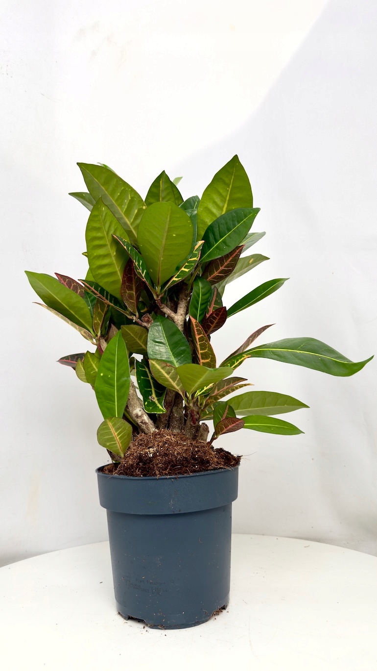 Codiaeum Petra 17/55 cm