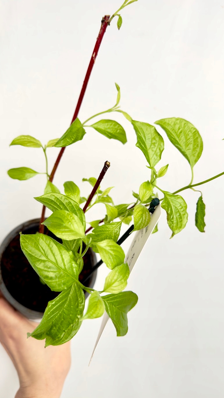 Cornus alba Sibirica 12/30 cm