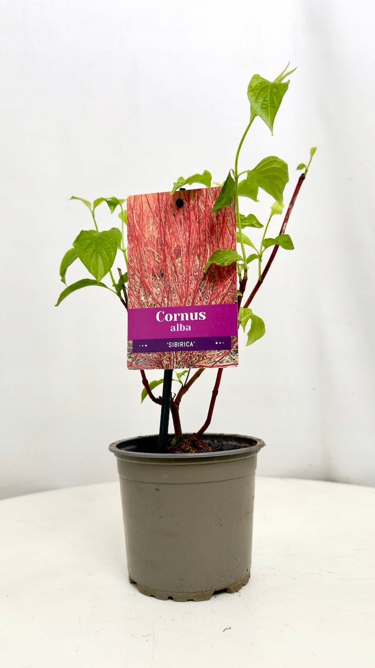 Cornus alba Sibirica 12/30 cm