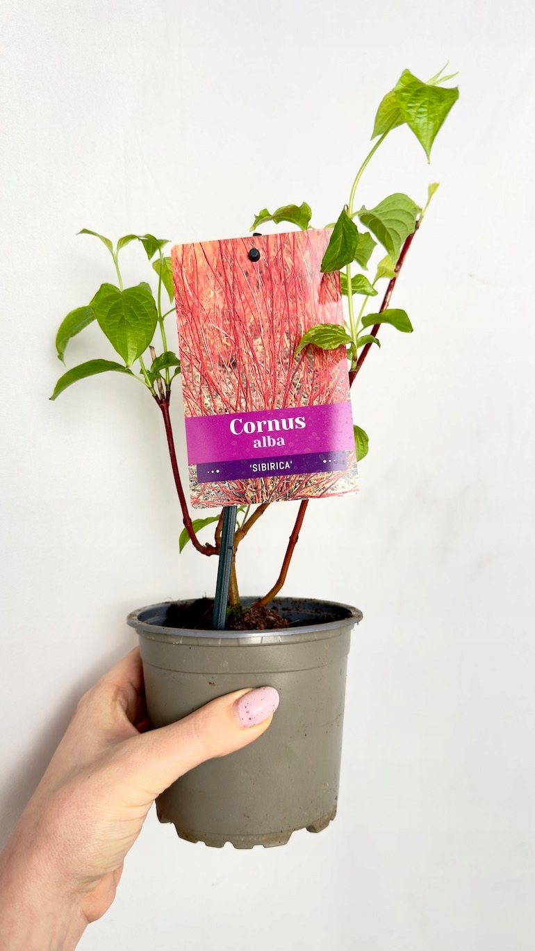 Cornus alba Sibirica 12/30 cm